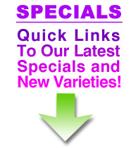 Latest Specials from SelectiveGardener