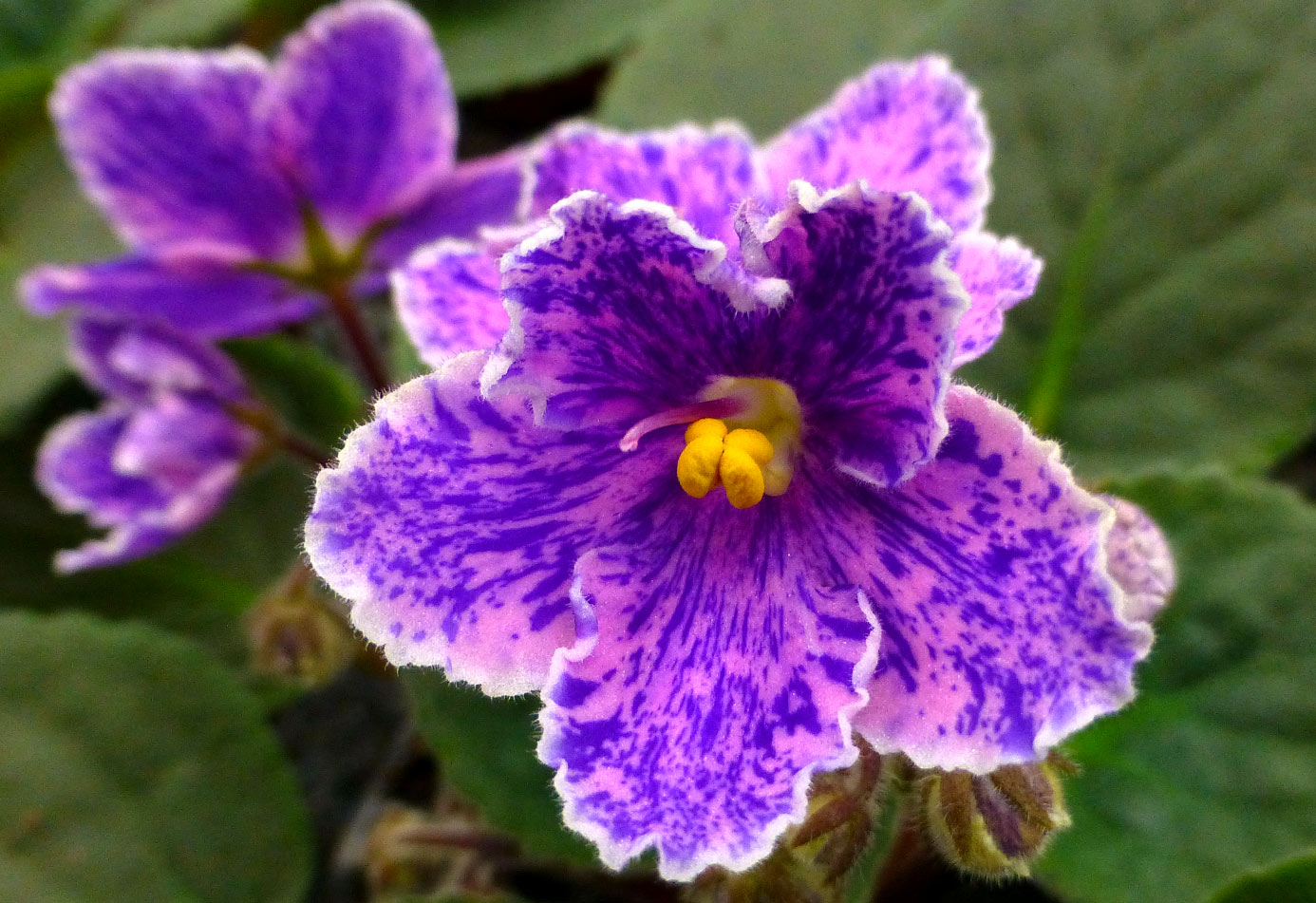 optimara violets