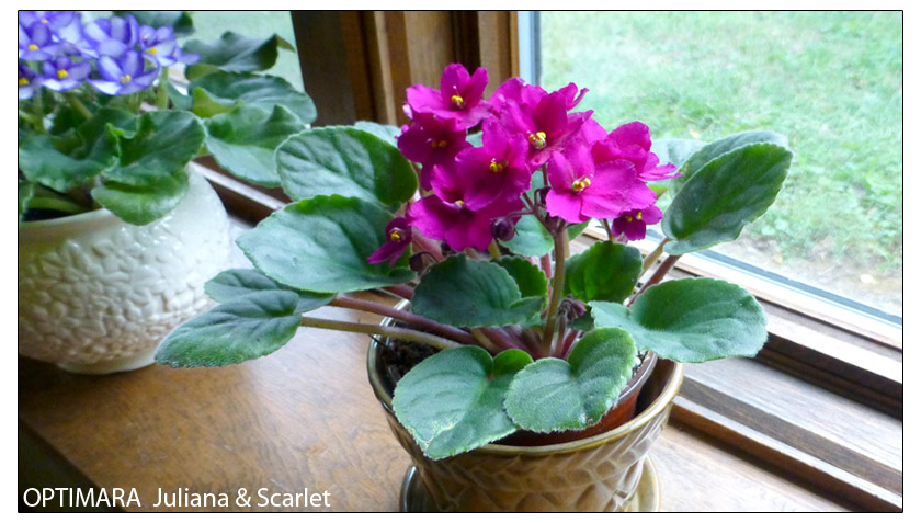 Indirect light is best for African Violets
