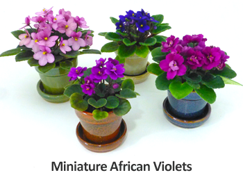 Optimara 2-Inch Mini-Violets