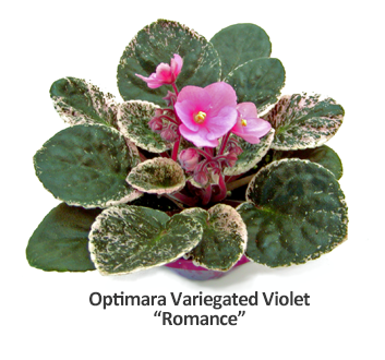 Optimara - Variegated Affection