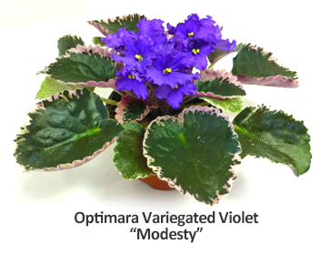 Optimara Variegated Violet