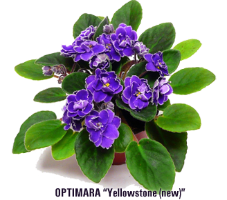 Plant Care Instructions for African Violets