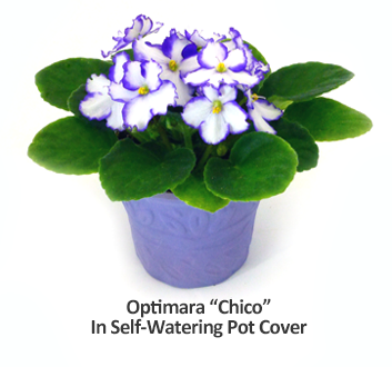 Optimara Self-Watering Qwick Cover