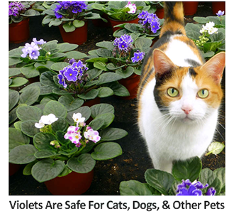 Violets Are Safe For Pets