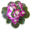 African Violets for Sale Online