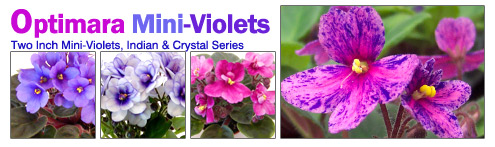 Optimara 2in. Mini-Violet Series