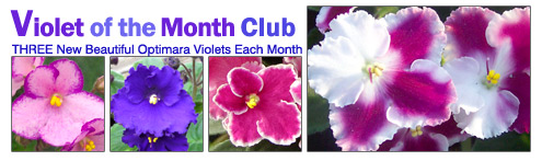 Optimara Violet of the Month Club