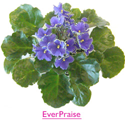 EverPraise Space Violet