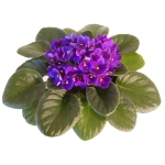African Violets are healthy with Optimara fertilizer