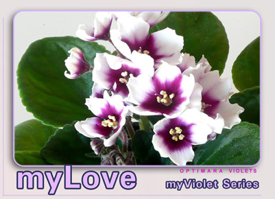 Southern Belle African violet