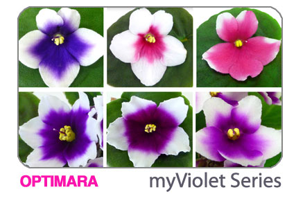 new African violet series