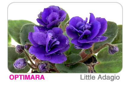 new African violet - Little Trio