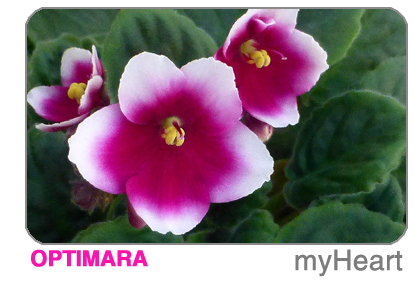 new African violet - myHeart