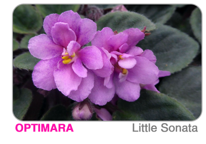 new African violet - Little Trio