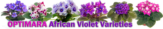 Optimara Violets